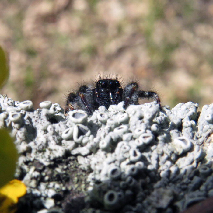 ��� ����� ��������