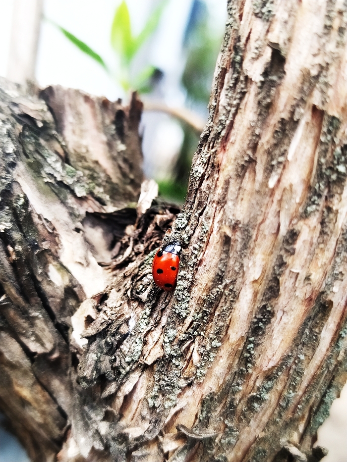 ����� �������