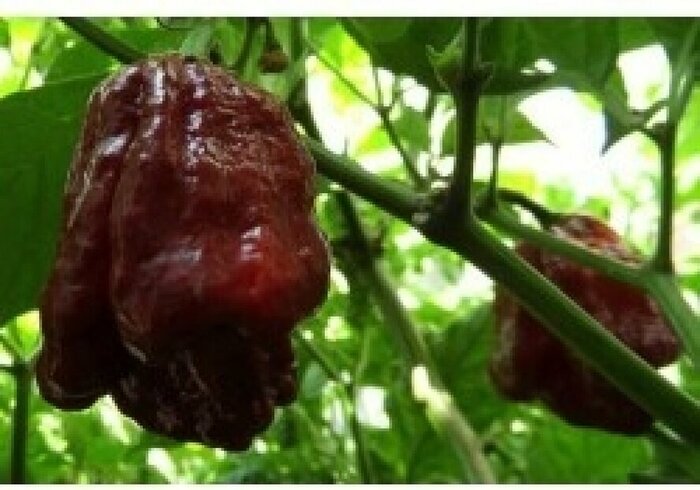 Перцы. Неудачный опыт