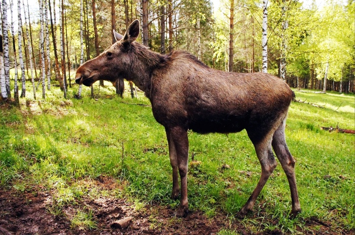 Национальный парк «Зюраткуль». Общая площадь — 88 249 гектаров Урал, Национальный парк, Зюраткуль, Челябинская область, Горы, Озеро, Горный туризм, Природа России, Путешествие по России, Поход, Палатка, Туристы, Туризм, Лось, Лес, Скалы, Облака, Фотография, Природа, Дикая природа, Длиннопост