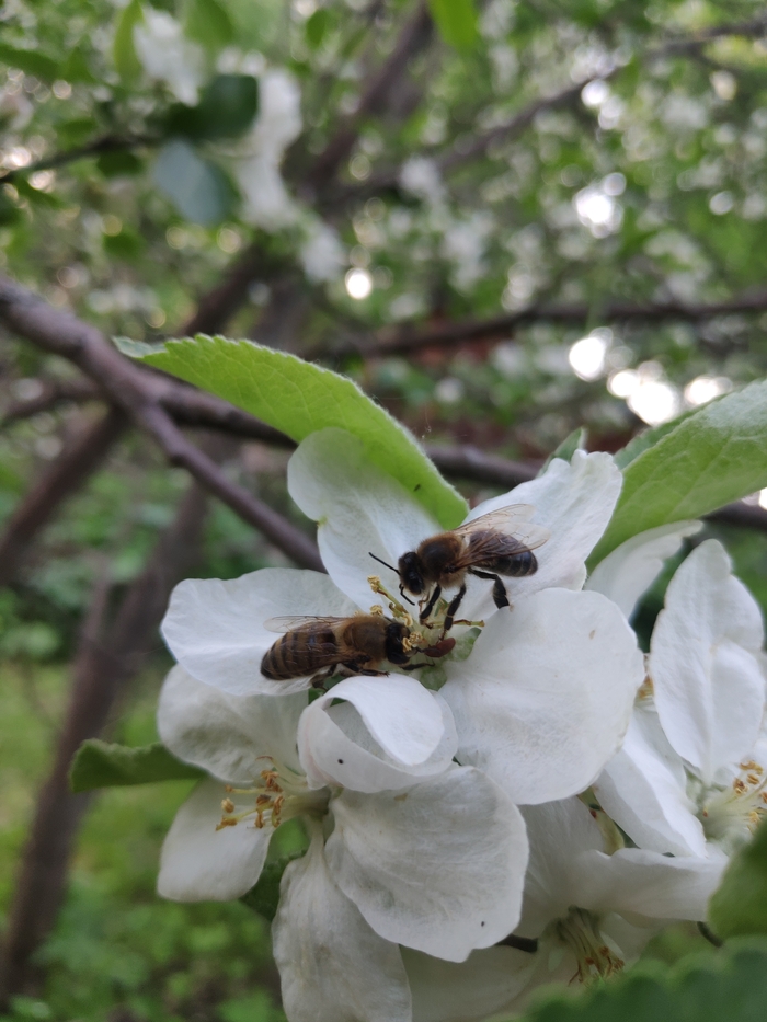 заработок или стиль жизни. пчеловодство, пчелы, сельское хозяйство, пасека, семья, длиннопост