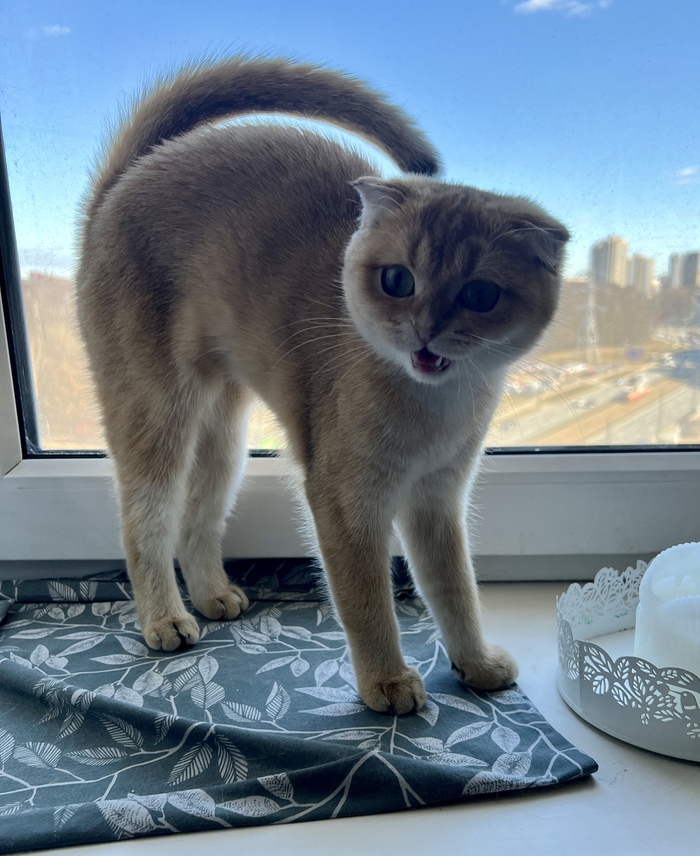 Сами объясняйте свою маленькость!