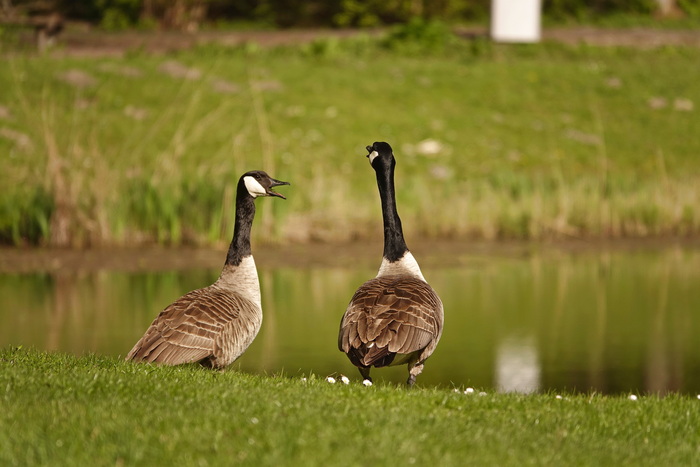 Канадские гуси