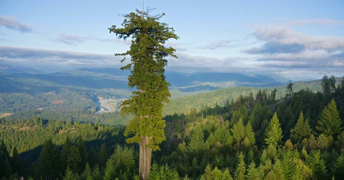 Самое высокое дерево на земле природная зона. Секвойя дерево Гиперион. Американская Секвойя Гиперион. Секвойя дерево гигант. Секвойя вечнозеленая Калифорния.