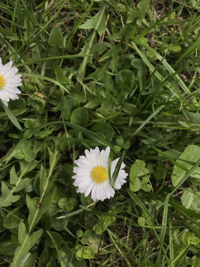 Маргаритка