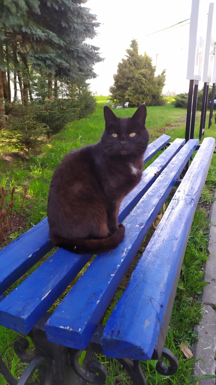 Казанских котов пост.Были в монастыре, вот такие тут котомонахи) Казань, Кот, Отпуск, Монастырь, Длиннопост