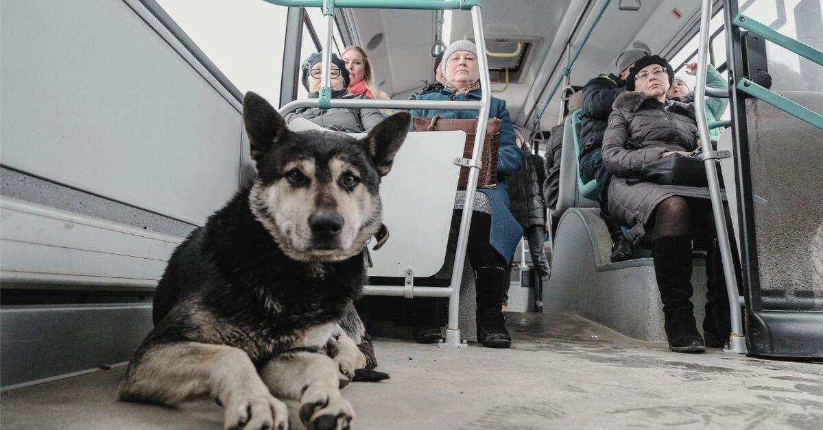 Можно в электричку с собакой. Собака в общественном транспорте. Собака в автобусе. Собака транспорт. Собака в трамвае.