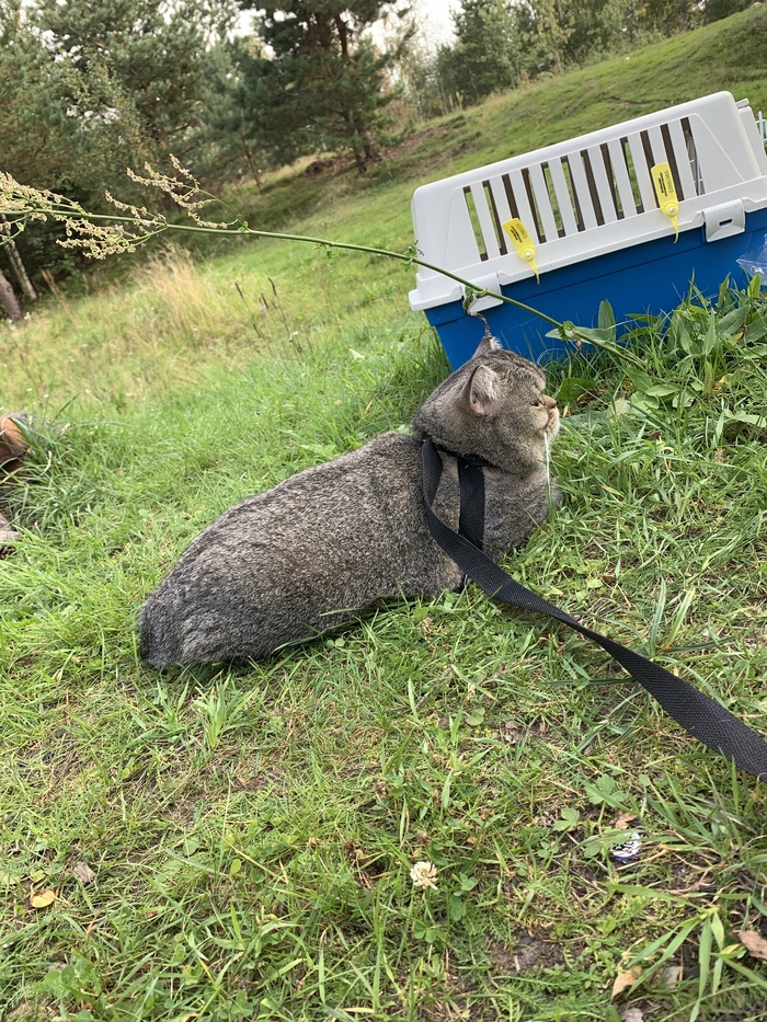Ответ на пост «Тёплый вечер на реке Сясь»