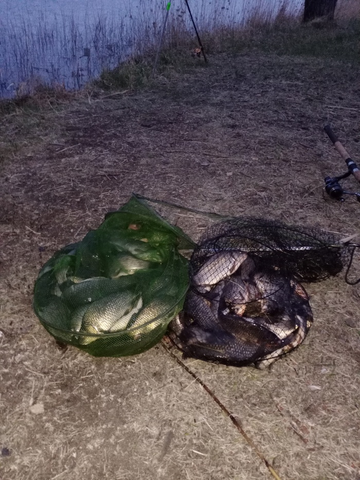 Как съесть 30 кг. карася?