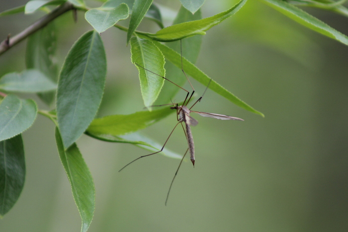 Комар-долгоножка