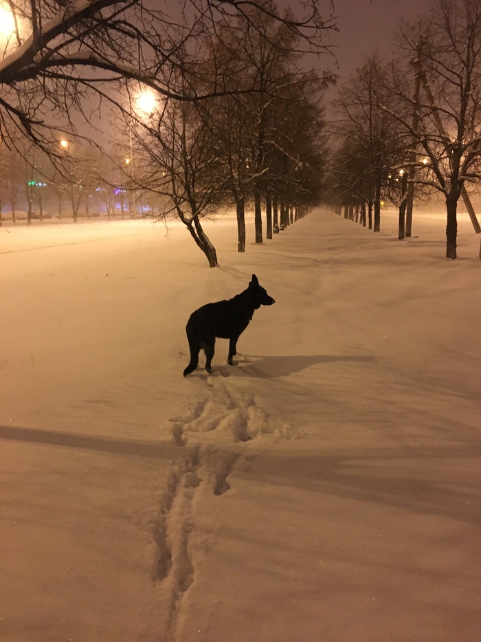 Моя немка Немецкая овчарка, Зима, Собака, Домашние животные