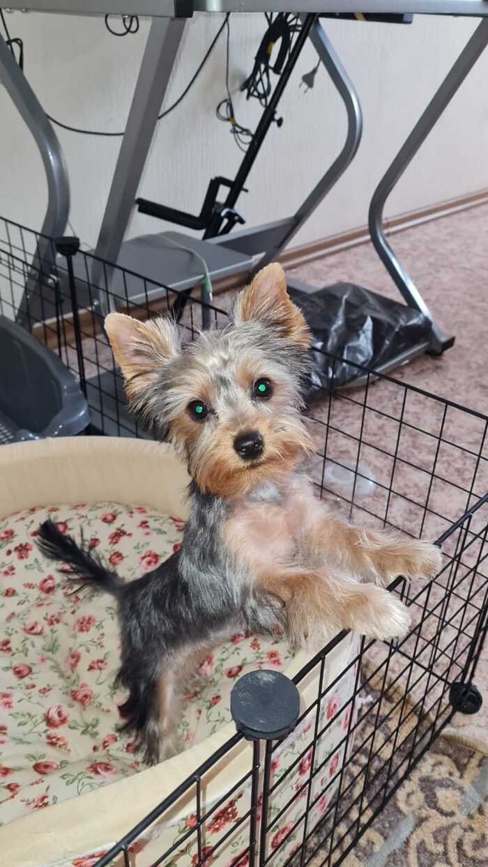 Как стрижка меняет щенка Собака, Щенки, Йоркширский терьер, Стрижка, Преображение, Длиннопост