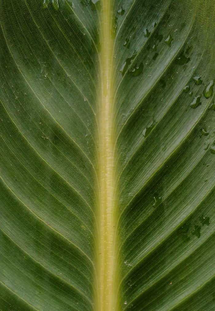 Пасмурный день с Huawei P30 Pro Фотография, Мобильная фотография, Природа, Парк, Город, Huawei, Huawei P30 PRO, Длиннопост