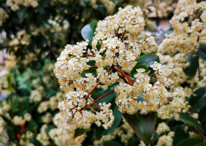 Пасмурный день с Huawei P30 Pro Фотография, Мобильная фотография, Природа, Парк, Город, Huawei, Huawei P30 PRO, Длиннопост