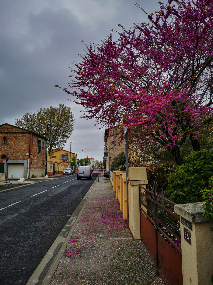 Пасмурный день с Huawei P30 Pro Фотография, Мобильная фотография, Природа, Парк, Город, Huawei, Huawei P30 PRO, Длиннопост