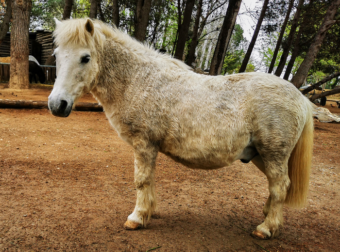 Пасмурный день с Huawei P30 Pro Фотография, Мобильная фотография, Природа, Парк, Город, Huawei, Huawei P30 PRO, Длиннопост