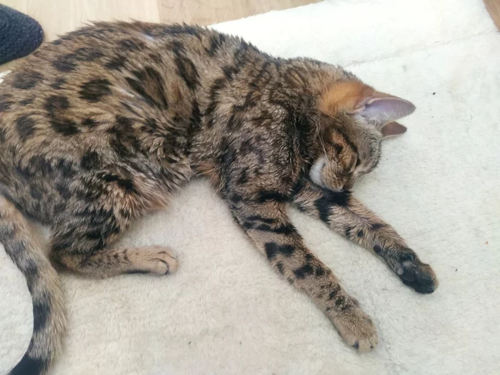 История происхождения породы