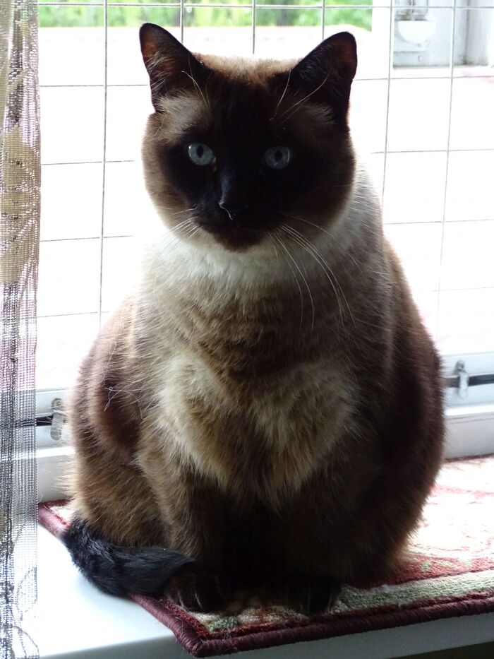 Мой сердечный котик