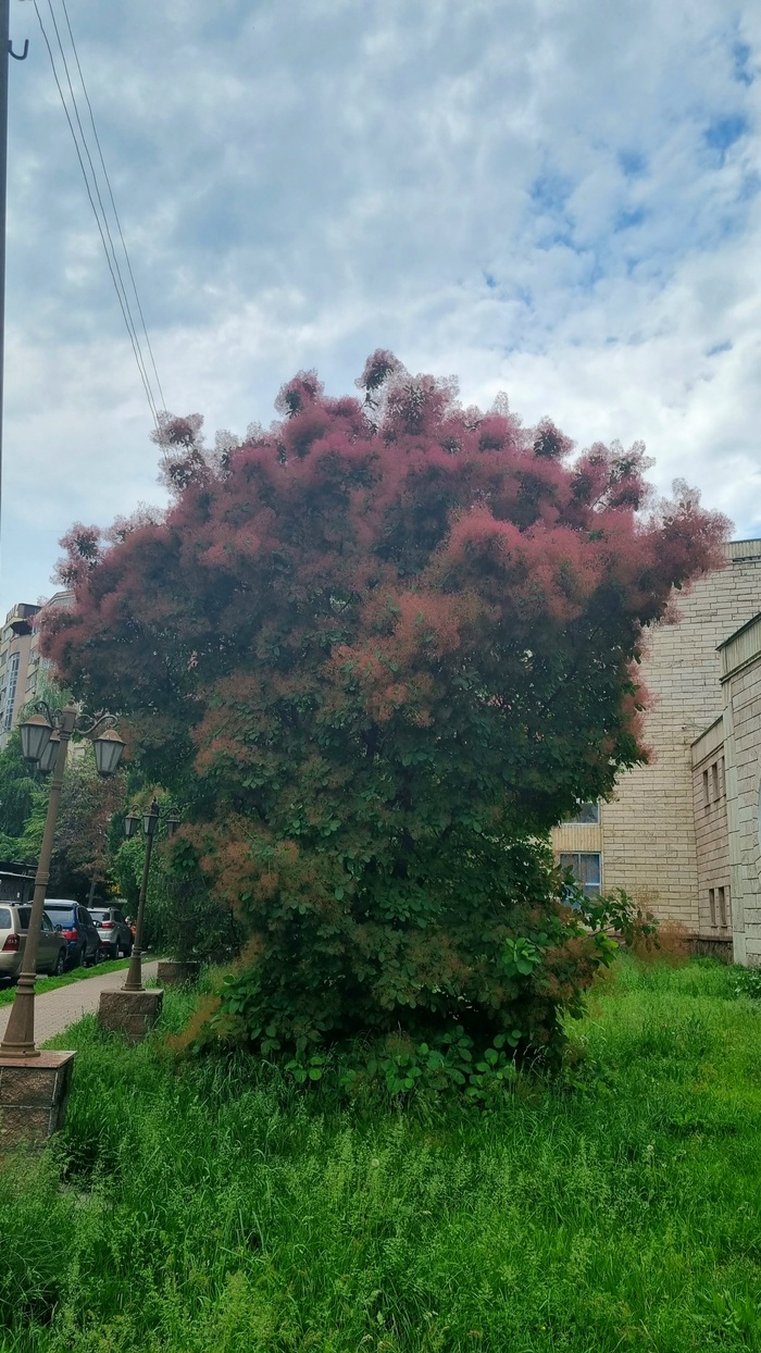Это дерево выглядит, словно оно нарисовано импрессионистами