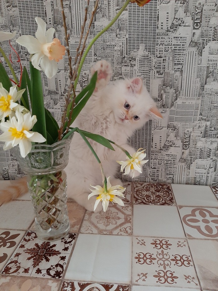 Нипаказал - Нипикапушнег)