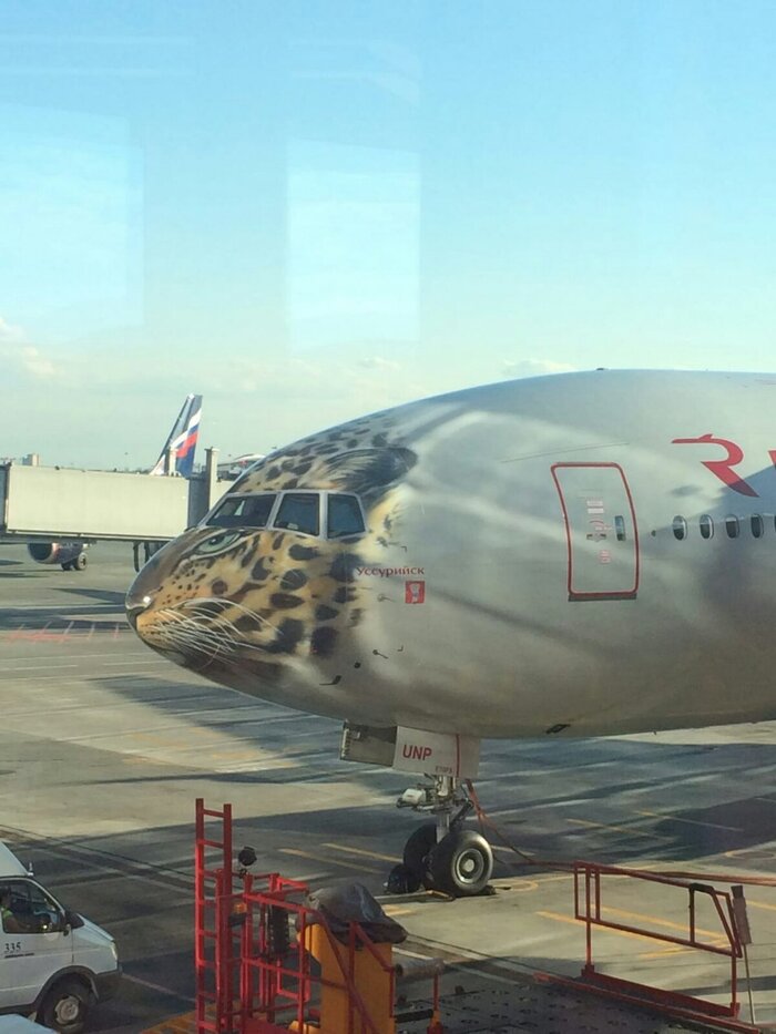 Выдра или панда?