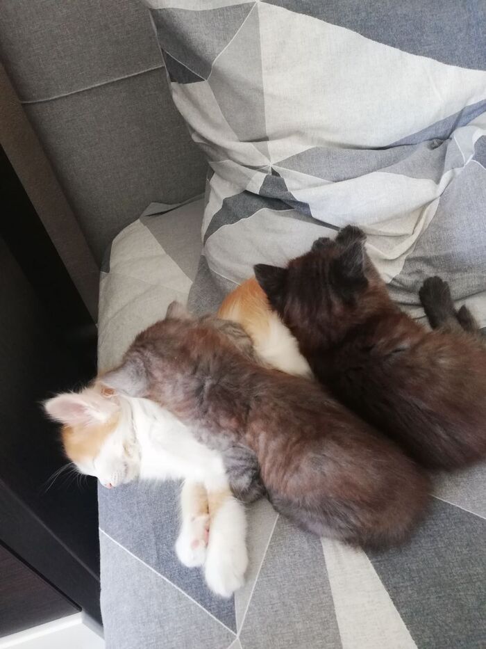 Счастье x3 Кот, Дом, Любовь, Трехцветная кошка, Домашние животные