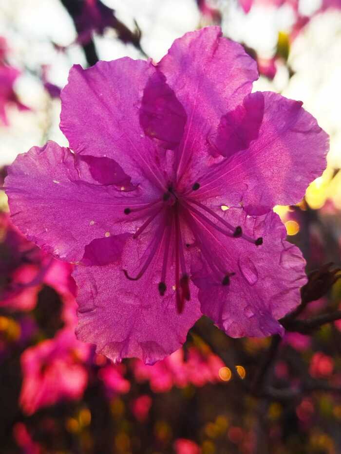 Рододендрон | Пикабу