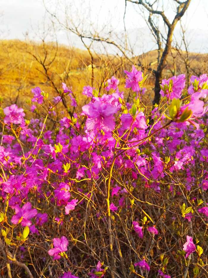 Рододендрон | Пикабу