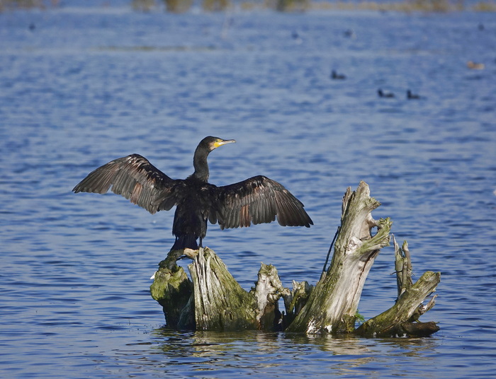 Баклан "загорает"...