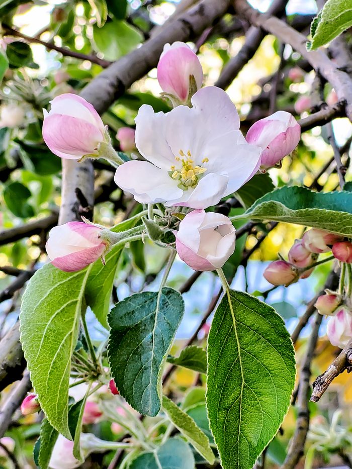 ��������� ��������