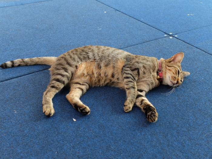 ���� ��������