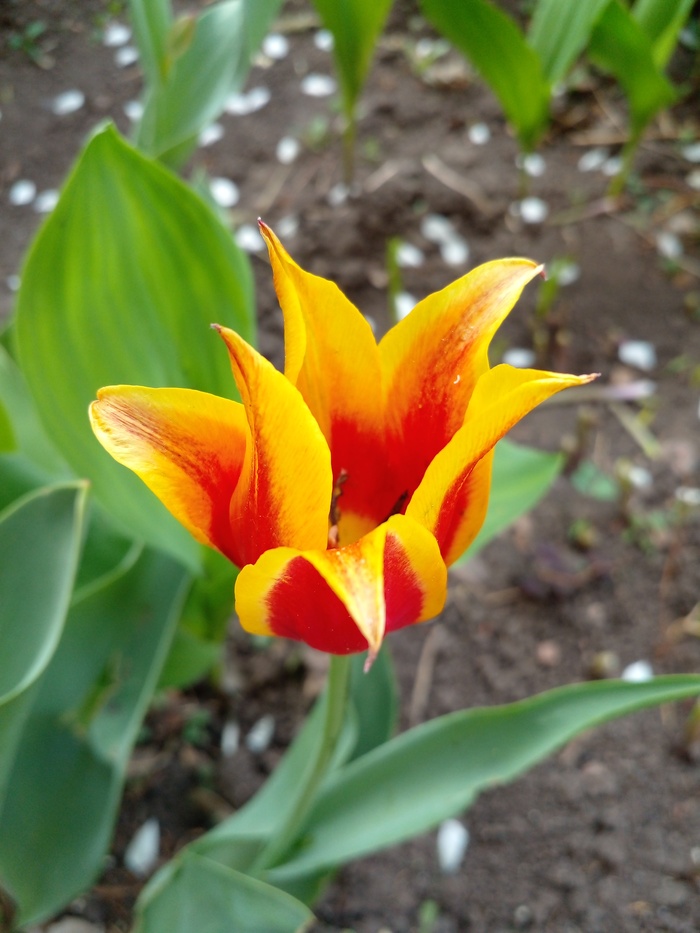 Дождался красоты я в мае