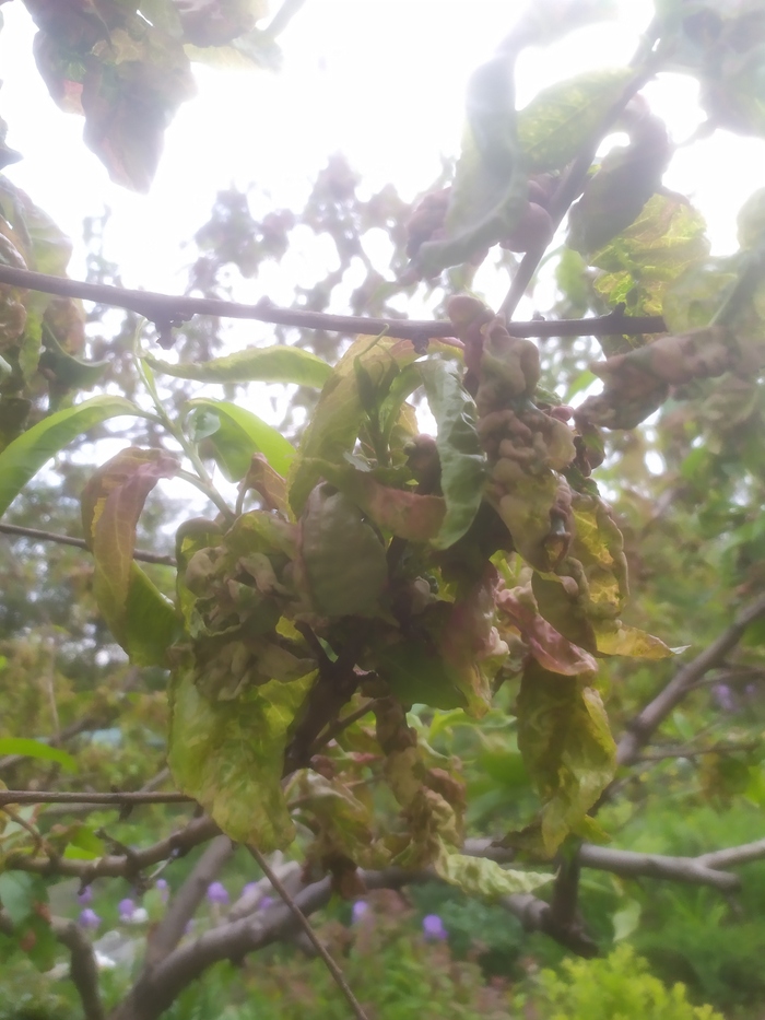 Персик заболел