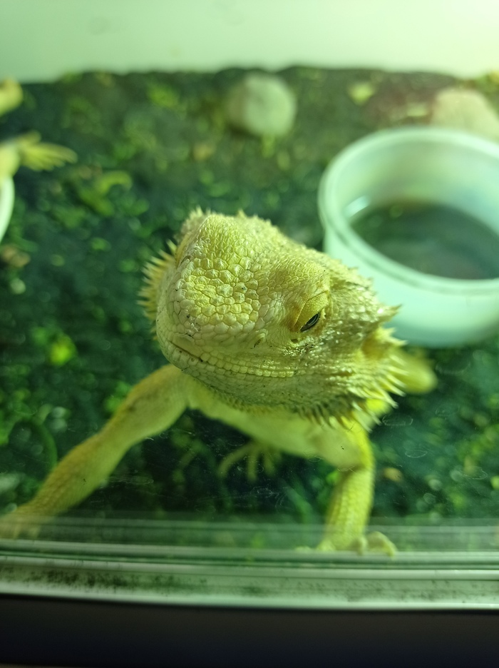 �������� ��������