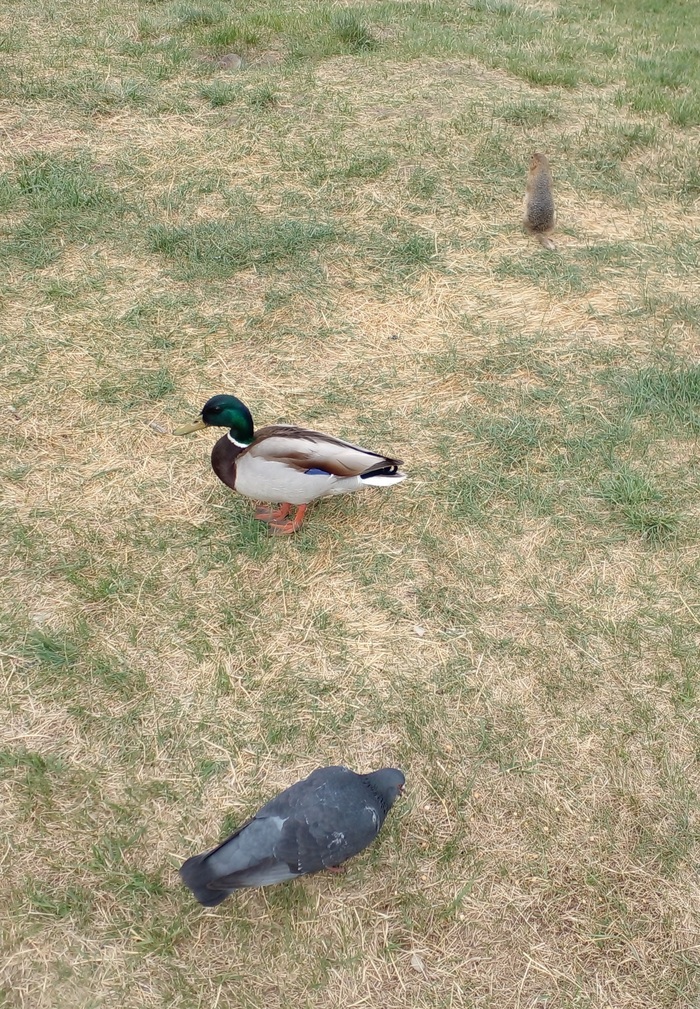 Собрались вместе голубь, селезень и суслик...