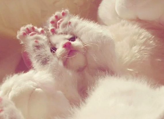 ����� �������