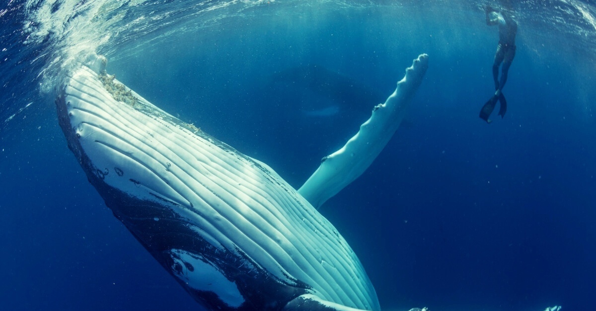 Жизнь синих китов. Кит Горбач. Королевство Тонга горбатые киты. Китообразные горбатый кит. Горбатый кит Атлантического океана.