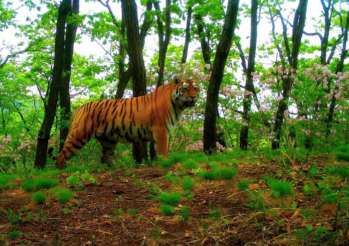 Редкий на фоне редчайшего!