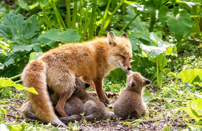 ������� �����������