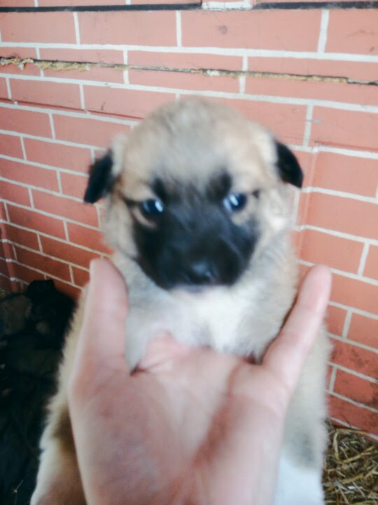 Ответ на пост «"Ко мне" тренируется годами, "гулять" запоминается сразу:)»