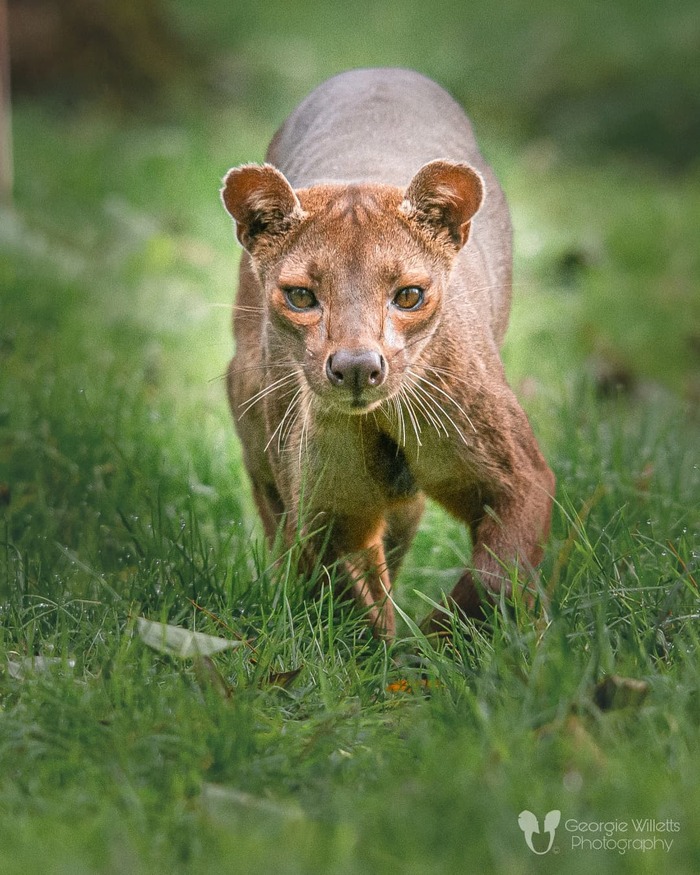 Скромненькая фосса хочет подружиться