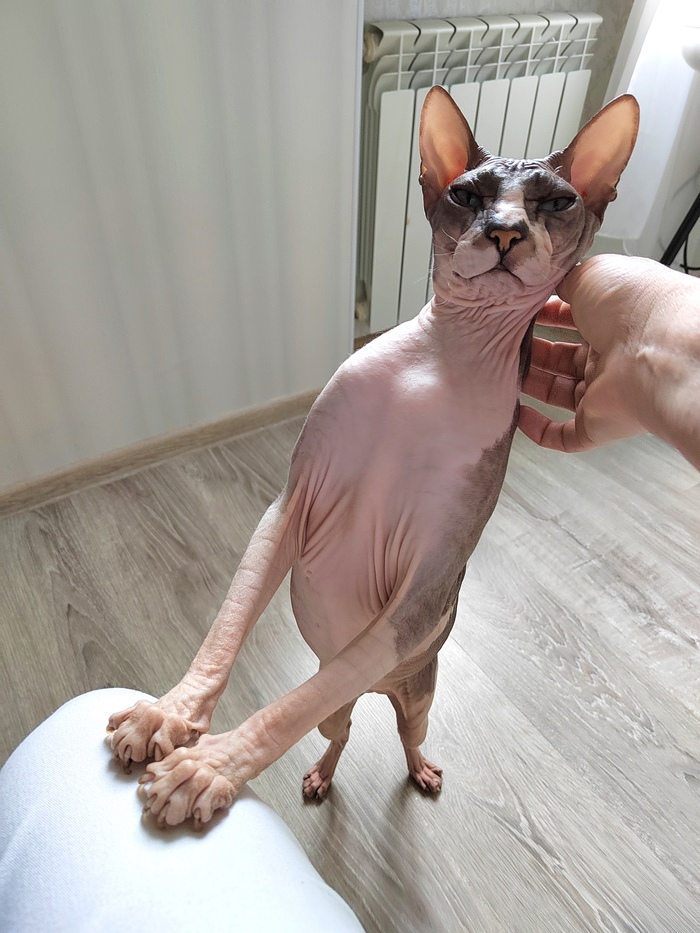 Работать? Пока котик не глажен?!?