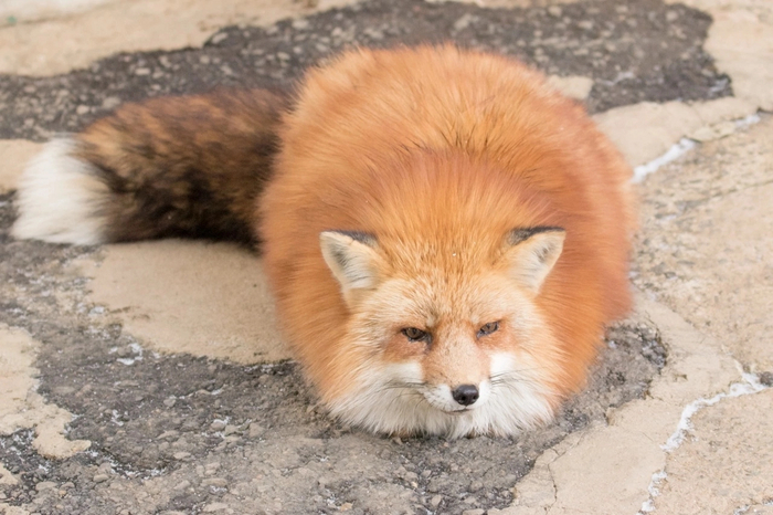 Сердитый протоколобок