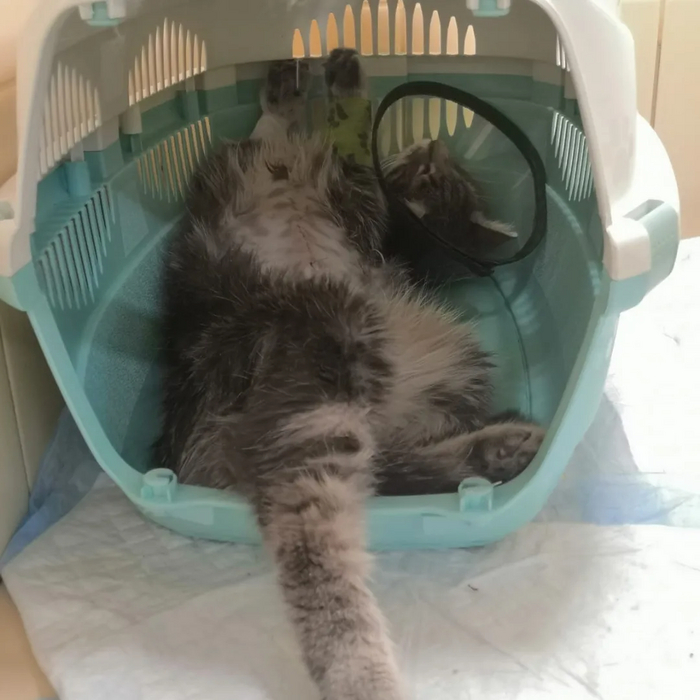     .   ,    ,    ( )    .   , ,  , ,  ,   , , 
