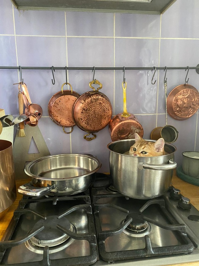 А потом суп с котом Кот, Кастрюля, Плита