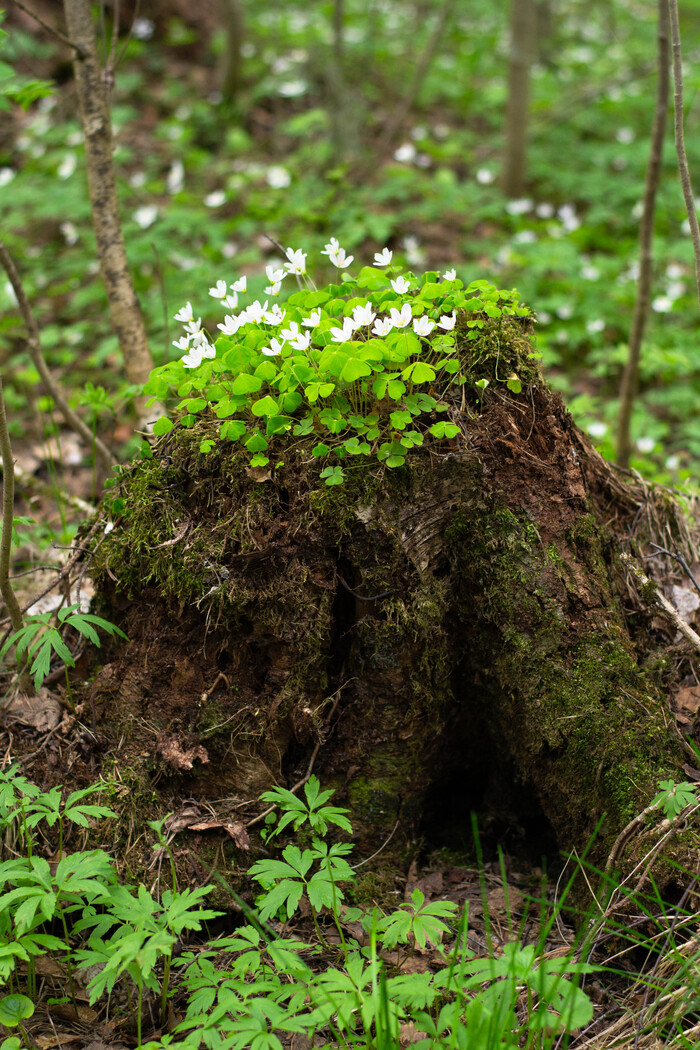 ����� ���