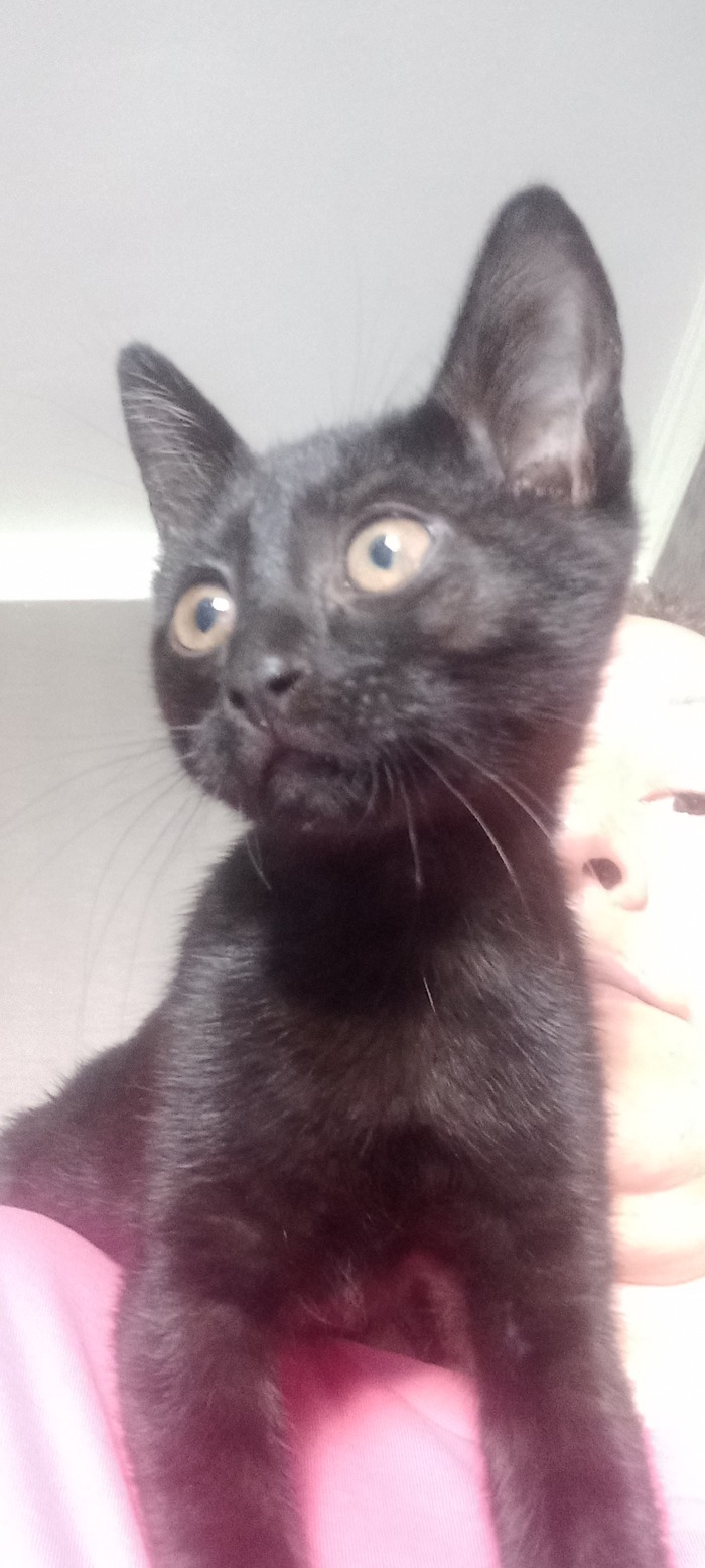 Знакомьтесь, Велес