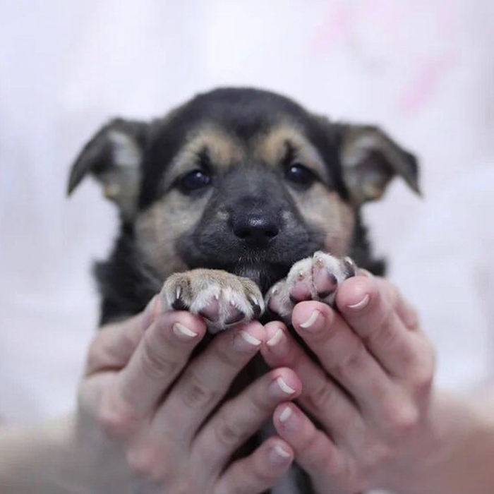 Шоколадка. ВОЗЬМИТЕ БЕЕЗДОМЫША... не покупайте... Собачьи будни, Москва, Помощь, Московская область, Собака, Приют, Приют для животных, Щенки, Длиннопост, В добрые руки, Без рейтинга