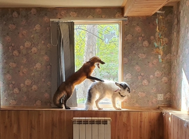     ,   