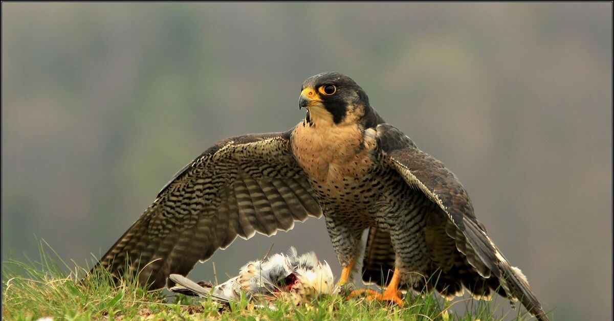 Сапсан птица фото. Сапсан Falco peregrinus. Сокол-Сапсан (Falco peregrinus). Сапсан птица ястреб. Орел Сапсан.